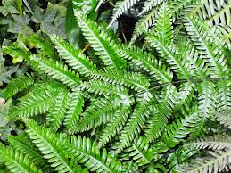 Image result for Pteris tripartita