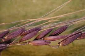 Image result for Melinis minutiflora