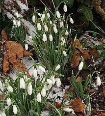 New Beginnings Spring Plants First Flowers Of Spring Moon Garden