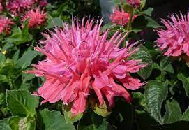 Bee Balm Pink Supreme Bee Balm Pink The Balm