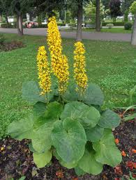 Image result for Ligularia sibirica