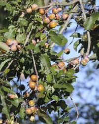 When making your selection, confirm with the nursery that your chosen fruit tree is compatible with the environment that you have. Fruit Trees In Nc