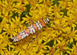 Ailanthus Webworm Moth Atteva Aurea On Slender Flattop Goldenrod Euthamia Caroliniana Moth Fauna Seminole County