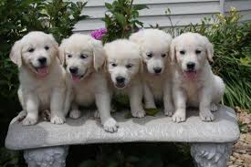 If you have an interest in owning one of these amazing pups, don't delay. English Cream Golden Retrievers Puppies 7 Weeks Old For Sale In Minnetrista Minnesota Classified Americanlisted Com