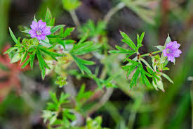 Image result for Geranium aculeolatum