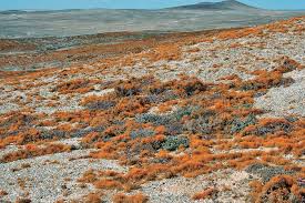 Image result for Chascanum schlechteri