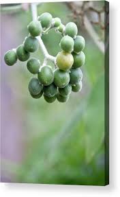 Image result for Solanum mauritianum