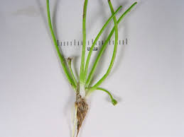 Image result for Limosella