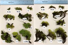 Image result for Salvinia hastata