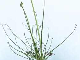 Image result for Albuca kirkii