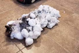 Check spelling or type a new query. 10 Humans And Animals That Got Frozen But Survived Listverse