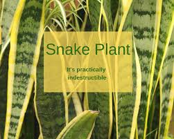 Snake plants are sensitive to water and prone to root rot, so it's important to plant them in soil that drains well. How To Care For A Snake Plant Gardenologist