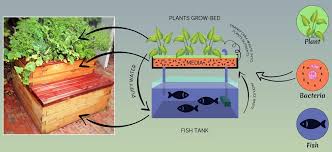 What Is Aquaponics The Complete Guide Melbourne Aquaponics