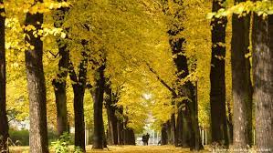 Check spelling or type a new query. An Ode To The Sunday Walk In The Park A Classic German Ritual Meet The Germans Dw 18 03 2020