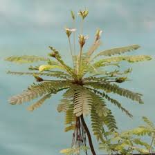 Image result for Biophytum