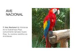 La guacamaya roja, es el ave nacional de honduras, es reconocida por su hermoso plumaje y por todo lo representa para la cultura maya. Simbolos Patrios De Centroamerica Ppt Video Online Descargar
