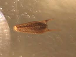 Mogellon Bug Diseases Pictures Dog Brain Medical Miracles