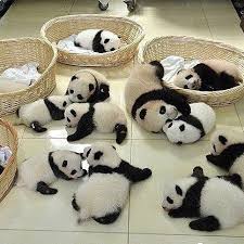 Follow My Page For Cutie Pandas Check The Link In Bio For Panda Hoodies Tag Your Friends Ilovepandasbears Pa Cute Panda Panda Facts Cute Animals