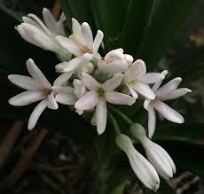 Image result for Cryptostephanus