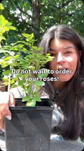 Let's talk rose pruning!!