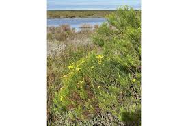 Image result for Felicia clavipilosa