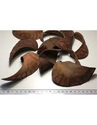 Image result for Isoberlinia angolensis