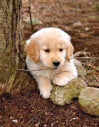 golden retriever noble loyal companions yavru kopek golden retriever yavrusu hayvanlar