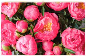 Gerbera daisy is famous for its pink flowers, growing up to 5 inches long, indoors in containers. 26 Types Of Pink Flowers Tips Pictures Proflowers Blog