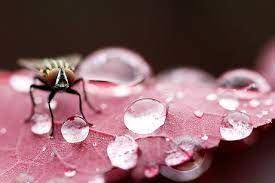 Macro Fairy Macro Photography Macro Photography Tips Macro Lens Photography