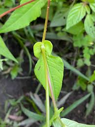 Image result for Persicaria nepalensis