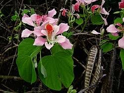 Image result for Bauhinia macrantha