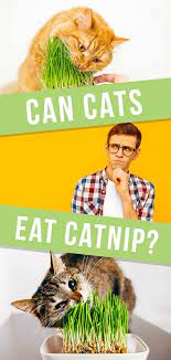 Can Cats Eat Catnip A Complete Guide To Catnip Pros And Cons Fun Facts About Cats Cat Diseases Cats