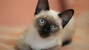 Resultado de imagen para gato himalayo