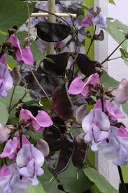 Image result for Lablab purpureus