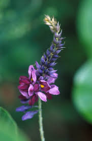 They're in the woods, the forests and the mountains. Fabaceae Wikipedia