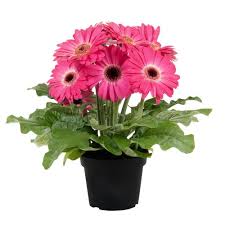 Image result for Gerbera jamesonii