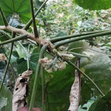 Image result for Buchnerodendron