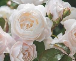 We did not find results for: Rosal David Austin Badapedia