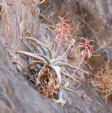 Image result for Aloe plowesii