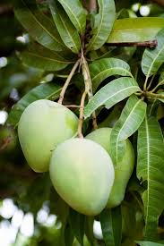 Grafted saplings take three to five years to produce fruit and are nearly guaranteed a good harvest. Mango Trees How To Grow A Mango Tree Better Homes And Gardens
