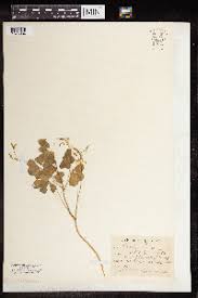 Image result for Oxalis anthelmintica