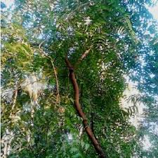 Azadirachta has two species, a. Azadirachta Indica Neem Tree Download Scientific Diagram