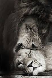 Black And White Lion And Lioness Picture Pin By Angel Baby On Black And White Animals Animals Beautiful Lions