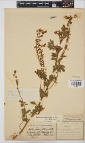 Image result for Tephrosia polystachya