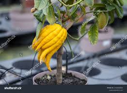 Image result for Citrus medica