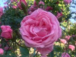 Plant climbing rose coral dawn so that the neck of the rose is about 5 cm below the ground. Rose Rosa Coral Dawn In The Roses Database Garden Org