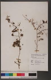 Image result for Jacquemontia paniculata