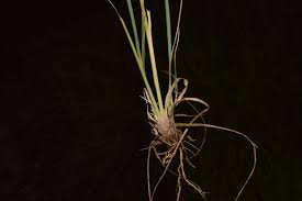 Image result for Eragrostis tenuifolia