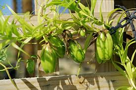 Image result for Littonia