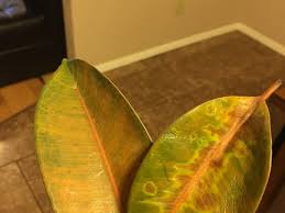 A few rubber tree leaves may fall off the plant with the change from summer to fall, when light levels. Rubber Tree Leaves